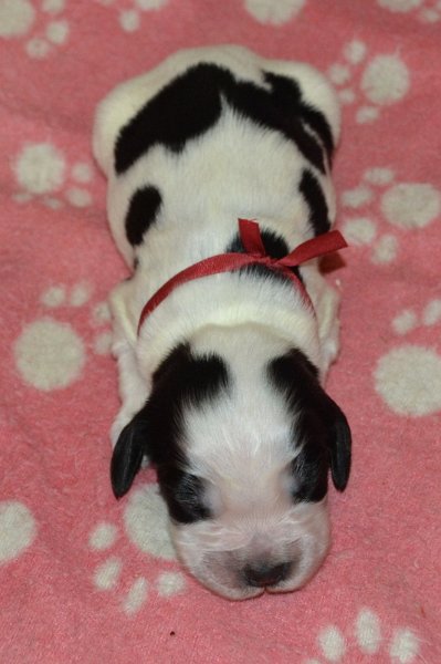 5-pejsek, vínově červená st..JPG